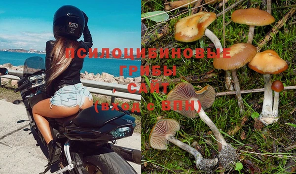 индика Инта